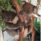 Business 2 image 1300 KOALAZ Veterinary Supplies & Instruments in Adelaide SA