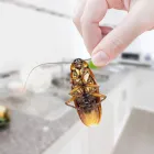 Business 3 image 24 HOUR PEST CONTROL PERTH Pest Control in Perth WA