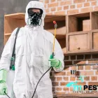 Business 5 image 711 PEST CONTROL MELBOURNE Pest Removal in Melbourne VIC
