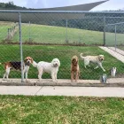 Business 1 image A DOGS DOMAIN AND CATS TOO Pet Care in Melbourne VIC