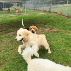Business 3 image A DOGS DOMAIN AND CATS TOO Pet Care in Melbourne VIC