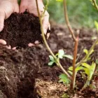 Business 2 image A1 GARDENING SYDNEY Landscaping Services Sydney in Sydney NSW