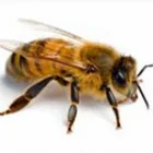 Business 1 image ABC PEST CONTROL CAMPBELLTOWN Pest Control in Campbelltown NSW