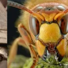 Business 1 image ACE PEST CONTROL BRISBANE Pest Inspection in Brisbane QLD