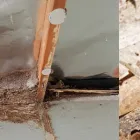 Business 2 image ACE PEST CONTROL BRISBANE Pest Inspection in Brisbane QLD