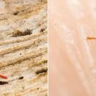 Business 2 image ACE PEST CONTROL BRISBANE Pest Control in Brisbane QLD