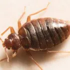 Business 1 image ACE PEST CONTROL PERTH Pest Control in Perth WA