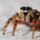 Business 1 image ACE PEST SPIDERS CONTROL MELBOURNE Pest Control in Melbourne VIC
