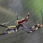 Business 2 image ACE PEST SPIDERS CONTROL MELBOURNE Pest Control in Melbourne VIC