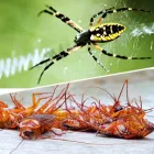 Business 3 image ACE PEST SPIDERS CONTROL MELBOURNE Pest Control in Melbourne VIC