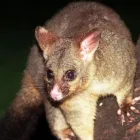Business 1 image ACE POSSUM REMOVAL BRISBANE Possum Removal in Brisbane QLD