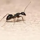 Business 4 image ANT EXTERMINATOR SYDNEY Pest Control in Sydney NSW