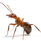 Business 5 image ANT EXTERMINATOR SYDNEY Pest Control in Sydney NSW