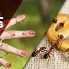 Business 1 image ANT INSPECTION ADELAIDE Pest Inspection in Adelaide SA