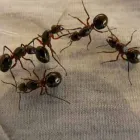 Business 1 image ANTS CONTROL ADELAIDE Pest Control in University Of Adelaide SA