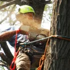 Business 1 image ARBORISTCAIRNS Arborist and Tree Surgeon in Cairns QLD