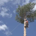Business 2 image ARBORISTCAIRNS Arborist and Tree Surgeon in Cairns QLD