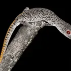 Business 1 image AUSECOLOGY - ECOLOGICAL CONSULTANCY Environmental Consultants in Morningside QLD