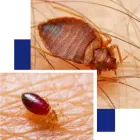 Business 2 image BE PEST FREE BED BUG CONTROL ADELAIDE Pest Inspection in Adelaide SA