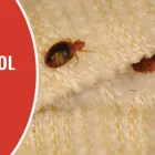 Business 1 image BE PEST FREE Pest Control in Brisbane QLD