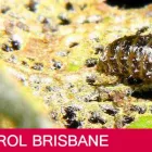 Business 4 image BE PEST FREE Pest Control in Brisbane QLD