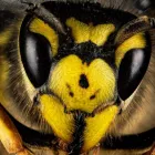 Business 1 image BEE AND WASP REMOVAL ADELAIDE Pest Control in University Of Adelaide SA