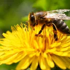 Business 3 image BEE PEST CONTROL PERTH Pest Control in Perth WA