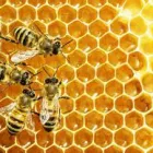 Business 4 image BEE PEST CONTROL PERTH Pest Control in Perth WA