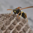 Business 3 image BEE REMOVAL BRISBANE Pest Removal in Brisbane QLD