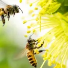 Business 4 image BEE REMOVAL BRISBANE Pest Removal in Brisbane QLD