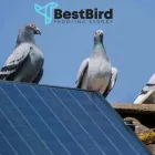 Business 7 image BEST BIRD PROOFING SYDNEY Bird Proofing in Sydney NSW