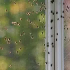 Business 1 image BEST PEST CONTROL PERTH WA Pest Management in Perth WA