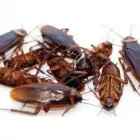 Business 1 image BEST TERMITE CONTROL ADELAIDE Pest Management in Adelaide SA