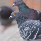 Business 1 image BIRD CONTROL ADELAIDE Pest Control in University Of Adelaide SA