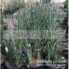 Business 2 image BIRD OF PARADISE PLANT FOR SALE | STRELITZIA REGINAE Gardeners in Melbourne VIC