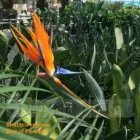 Business 3 image BIRD OF PARADISE PLANT FOR SALE | STRELITZIA REGINAE Gardeners in Melbourne VIC