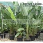 Business 1 image BIRD OF PARADISE PLANT FOR SALE | STRELITZIA REGINAE Gardeners in Melbourne VIC