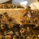 Business 3 image BOBS BEE REMOVAL SYDNEY Pest Control in Sydney NSW