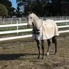 Business 4 image BOUNCE BACK HORSE FENCING Horse Fencing in Wetherill Park NSW