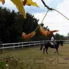 Business 7 image BOUNCE BACK HORSE FENCING Horse Fencing in Wetherill Park NSW