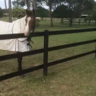 Business 8 image BOUNCE BACK HORSE FENCING Horse Fencing in Wetherill Park NSW