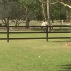 Business 11 image BOUNCE BACK HORSE FENCING Horse Fencing in Wetherill Park NSW