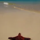 Business 4 image BUSHWACKER ECOTOURS & MORETON BAY ESCAPES Adventure Tours & Holidays in Brisbane QLD