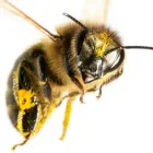 Business 1 image BY PEST BEE CONTROL BRISBANE Pest Control in Brisbane QLD