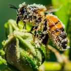 Business 2 image BY PEST BEE CONTROL BRISBANE Pest Control in Brisbane QLD