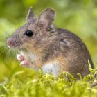 Business 1 image BY PEST RODENT CONTROL BRISBANE Pest Control in Brisbane QLD