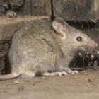 Business 3 image BY PEST RODENT CONTROL BRISBANE Pest Control in Brisbane QLD