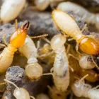 Business 2 image CANNON PEST MANAGEMENT Pest Management in Launching Place VIC