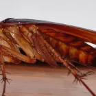 Business 3 image CANNON PEST MANAGEMENT Pest Management in Launching Place VIC