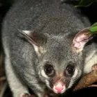 Business 5 image CANNON PEST MANAGEMENT Pest Management in Launching Place VIC